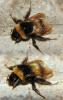Bombus sp.